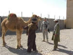 camel-1