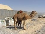 camel-2