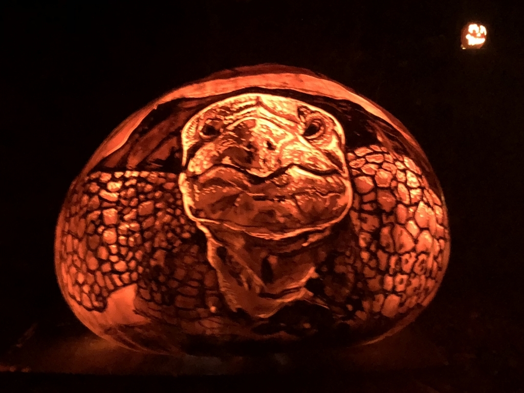 Tortoise pumpkin
