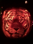 Tiger pumpkin